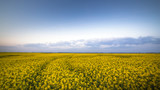 Field of bright yellow rapeseed in spring with blue sky and puffy clouds. Rapeseed (Brassica napus) oil seed rape