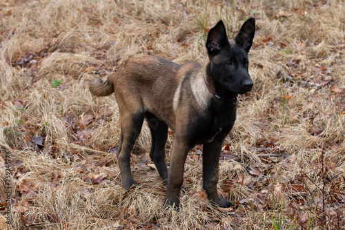 Dog Belgian Schepard - Malinois