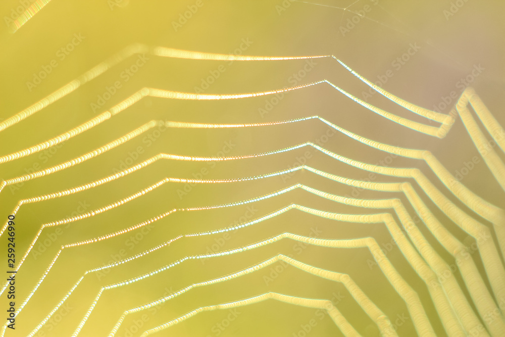 Close-up of abstract drops on a spider web with variable focus and blurred background in the rays of the rising sun. Blur and soft focus.
