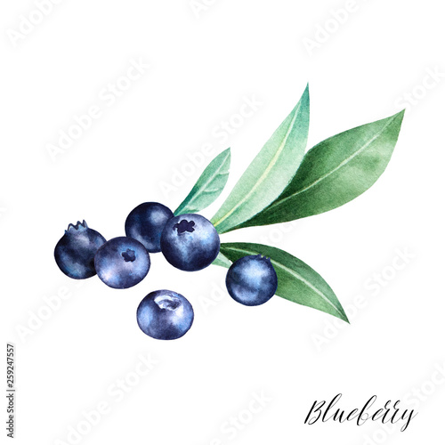 Hand drawn illustration of blueberry on a branch with leaves isolated on white background. Watercolor fruit sketch.