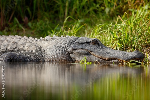 Alligator photo