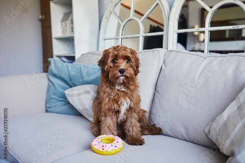 Puppy dog sat with his squeaky toy donut