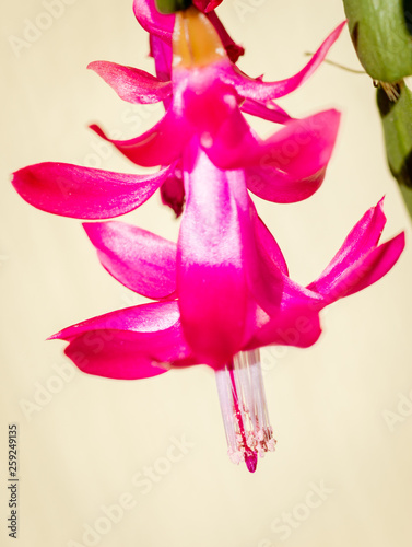 Beautiful Christmas cactus pink flowers Schlumbergera truncata photo