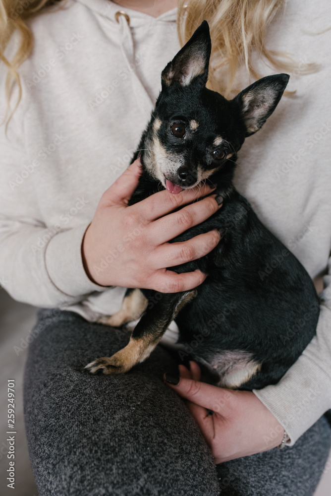 Anonymomus female model holding Russian Toy Terrier at home Anonymomus female model holding Russian Toy Terrier at home