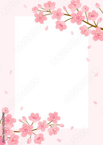 Cherry blossom background