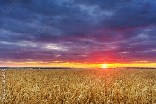 Dramatic sunset above the wheat field in european countryside