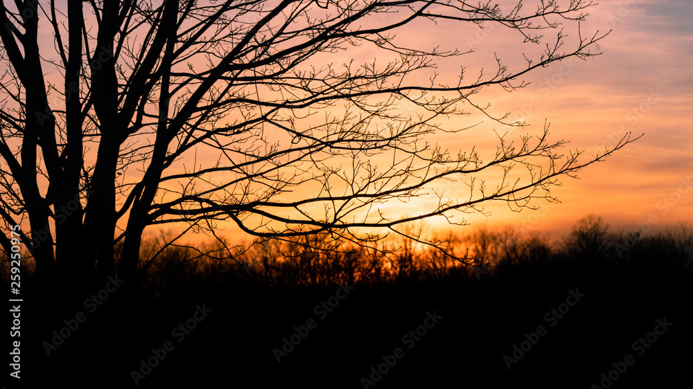 Obraz premium Tree at sunset with negative space for text