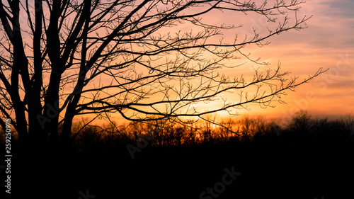 Tree at sunset with negative space for text