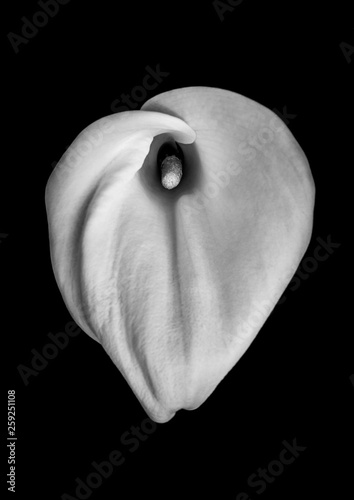 calla lily in bw
