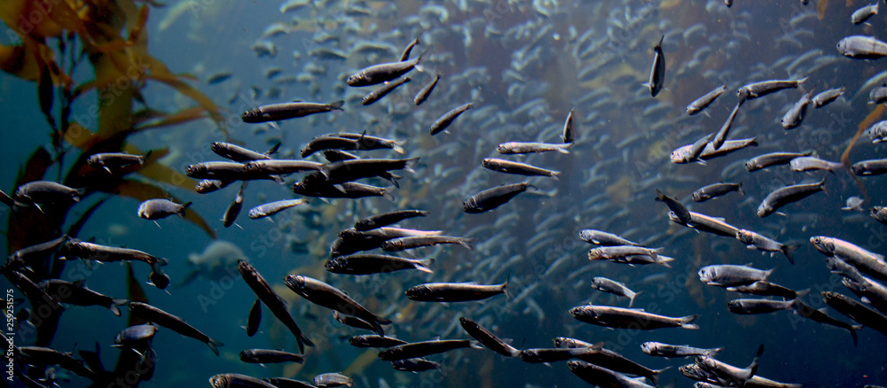 many fish swimming with kelp many fish swimming with kelp