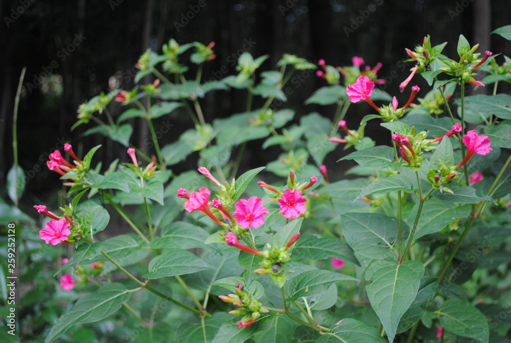 flores flores
