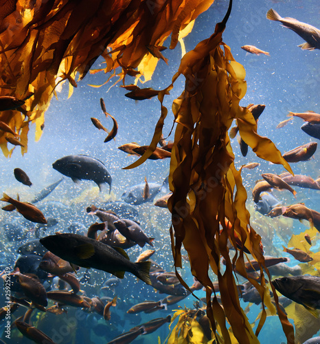 kelp forest and fish