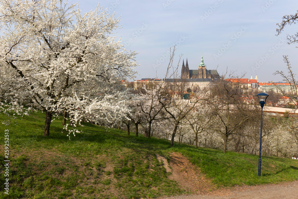 Early spring Prague City with gothic Castle and the green Nature and flowering Trees, Czech Republic