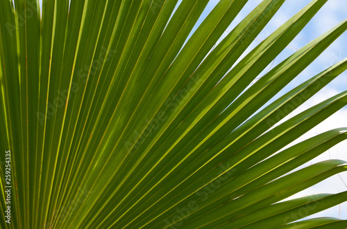 Green tropical palm tree leaf against blue sky.Natural background for summer vacation or exotic plants concept.