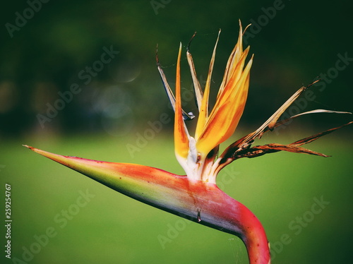 Colorful Exotic Flower Close to Bloom
