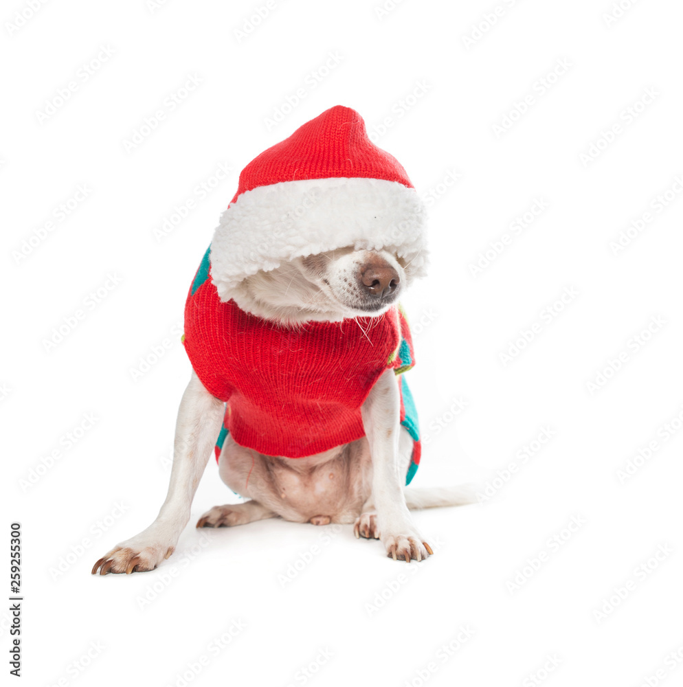 cute dog dressed in a christmas costume cute dog dressed in a christmas costume