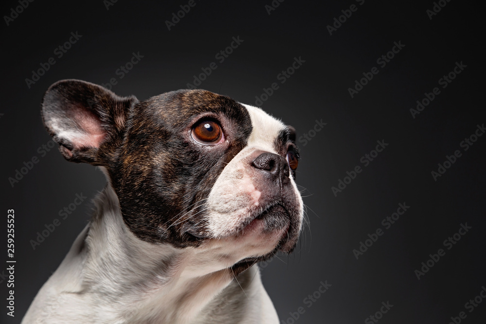 cute french bulldog isolated in a studio shot