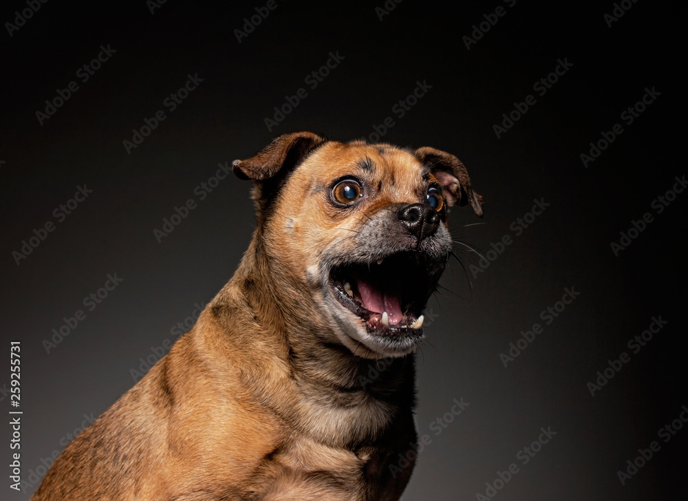 cute puggle ready to catch a treat in a studio on an isolated black background
