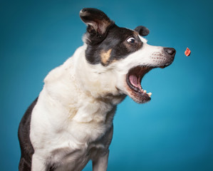 border collie catching a treat with a wide open mouth in a studio shot isolated on a blue background