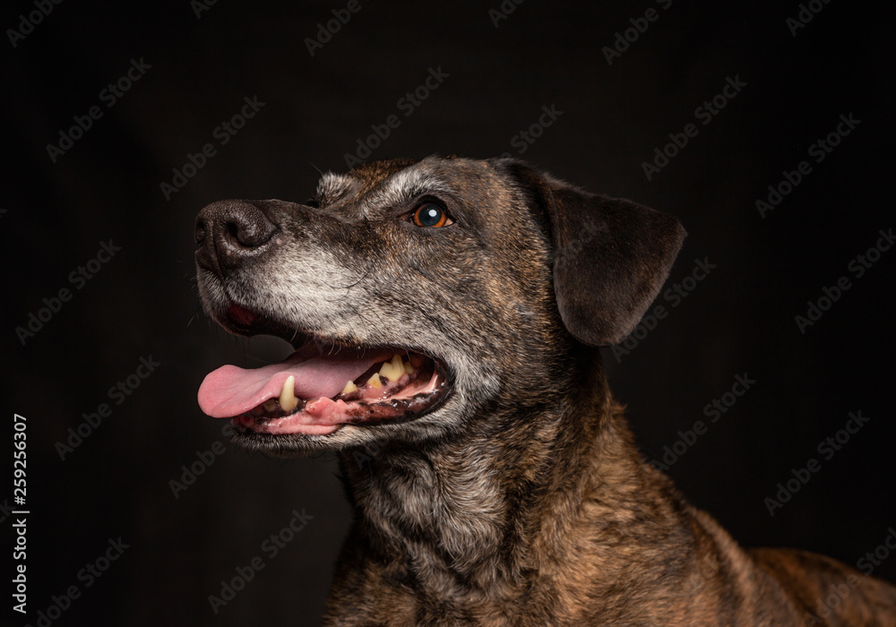 old labrador pit bull mix in a studio shot with an isolated black background