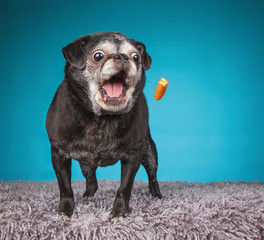 old senior pug with her mouth wide open catching a treat in an isolated studio shot