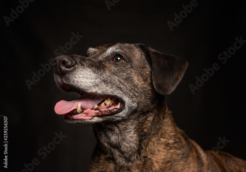 old labrador pit bull mix in a studio shot with an isolated black background