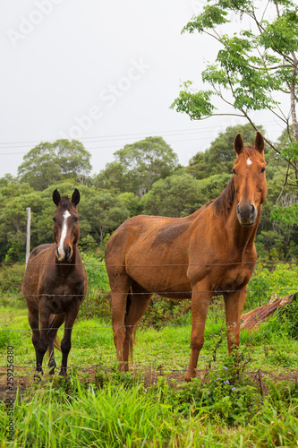 Horses standing in paddock near Millaa Millaa on the Atherton Tablelands in Tropical North Queensland, Australia