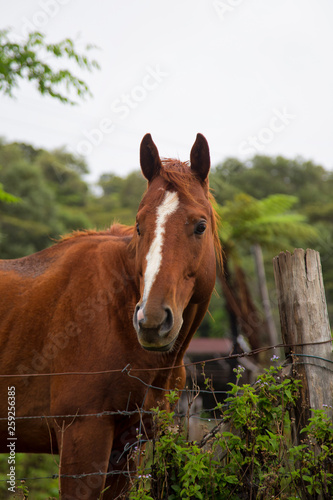 Horse standing beside post near Millaa Millaa on the Atherton Tablelands in Tropical North Queensland  Australia