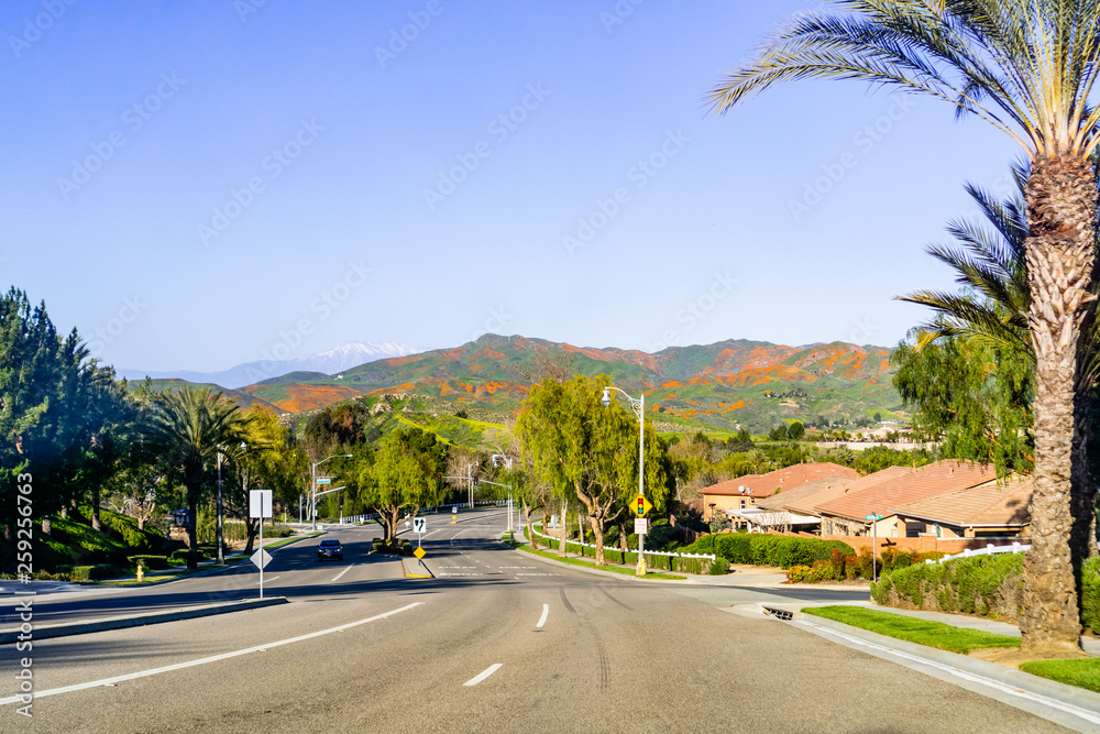 Fototapeta premium Driving towards Walker Canyon, Lake Elsinore, during the superbloom; hills covered in California poppies visible in the background; south California