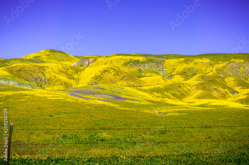 Fields  and mountains covered in wildflowers during a super bloom  Carrizo Plain National Monument  Central California