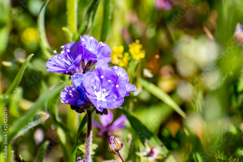 Close up of California Gilia wildflower blooming in spring  California