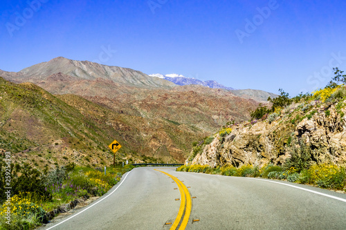Travelling towards Coachella Valley through Santa Rosa and San Jacinto Mountains National Monument, south California, south California; wildflowers growing on the side of the road photo