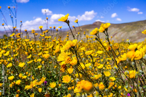 Desert sunflowers (Geraea canescens) blooming in Anza Borrego Desert State Park during a superbloom, south California