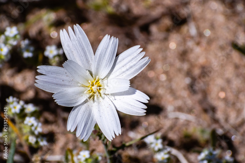 Close up of Rafinesquia neomexicana, also known as Desert Chicory, Plumeseed or New Mexico Plumeseed; Anza Borrego Desert State Park, California photo