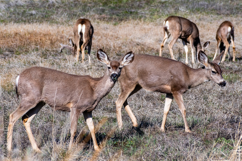 A group of black-tailed deer on a meadow  south California