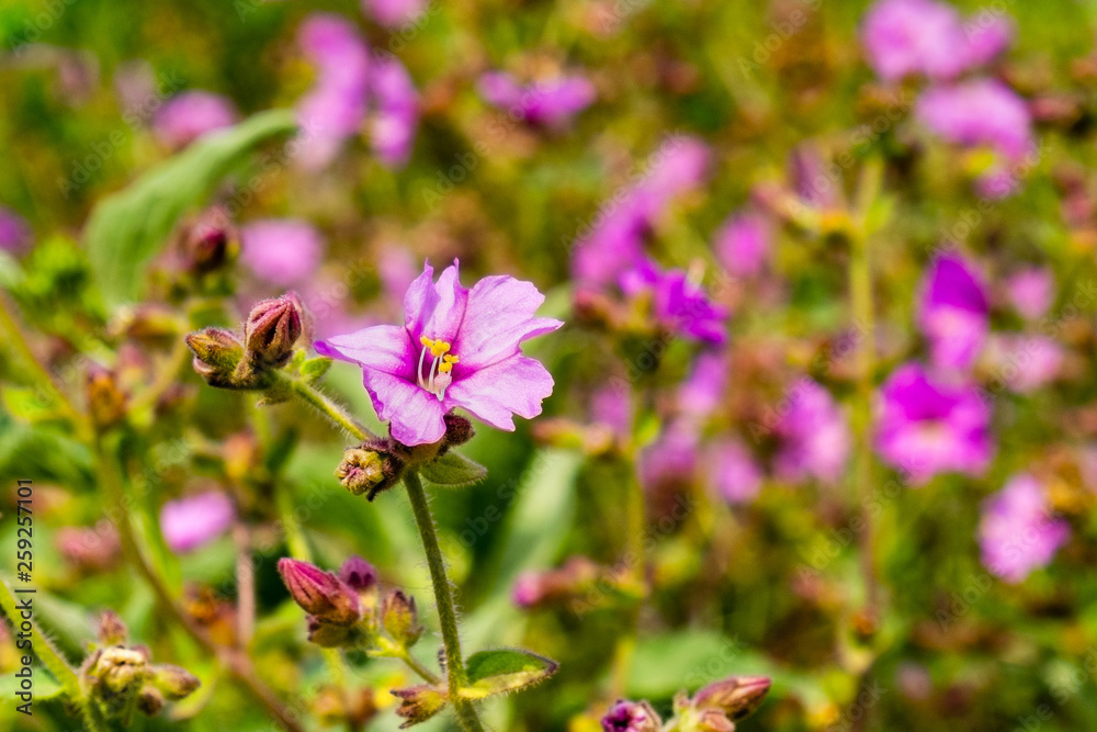 Desert wishbone bush (Mirabilis laevis) wildflowers blooming in Walker Canyon, Lake Elsinore, California Desert wishbone bush (Mirabilis laevis) wildflowers blooming in Walker Canyon, Lake Elsinore, California