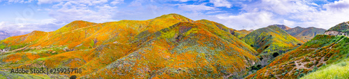 Foto Panoramic view in Walker Canyon during the superbloom, California poppies coveri