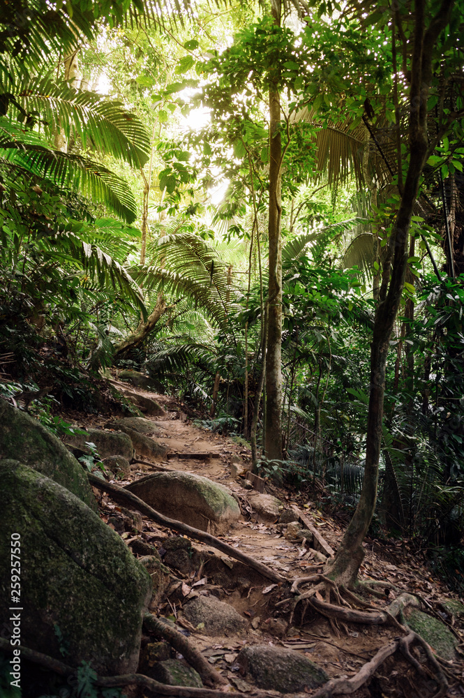trail with roots in jungle, path in rainforest, malaysia trail with roots in jungle, path in rainforest, malaysia
