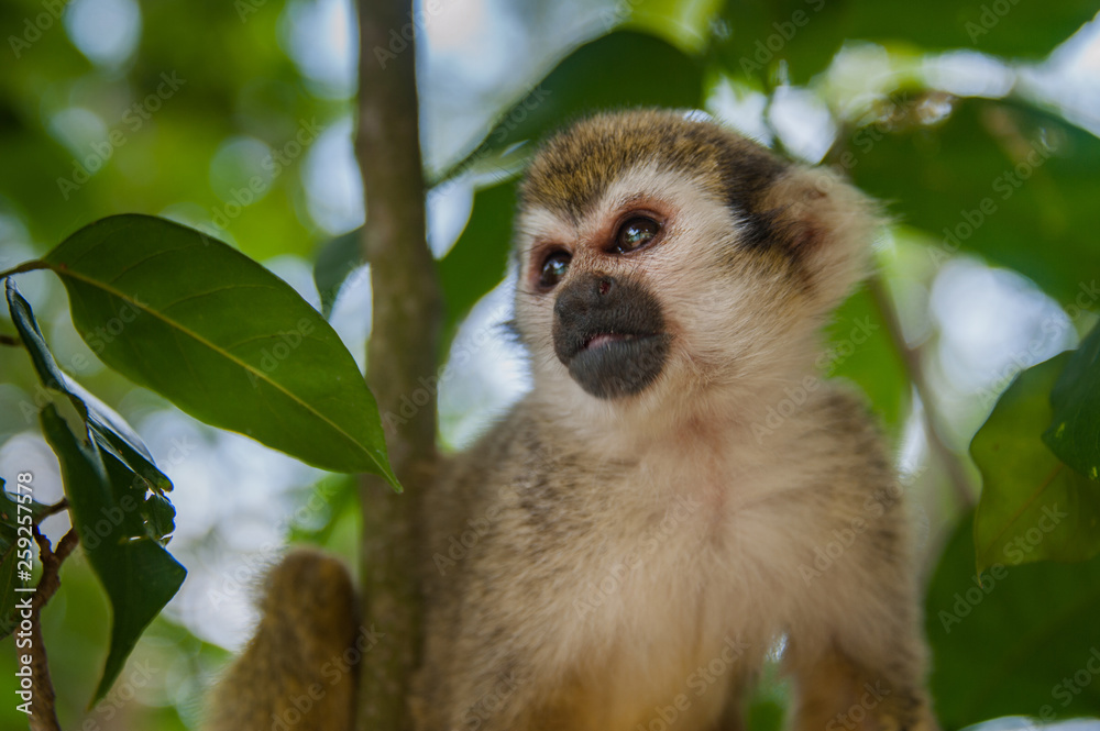 Obraz premium close-up portrait of squirrel monkey sitting on a tree