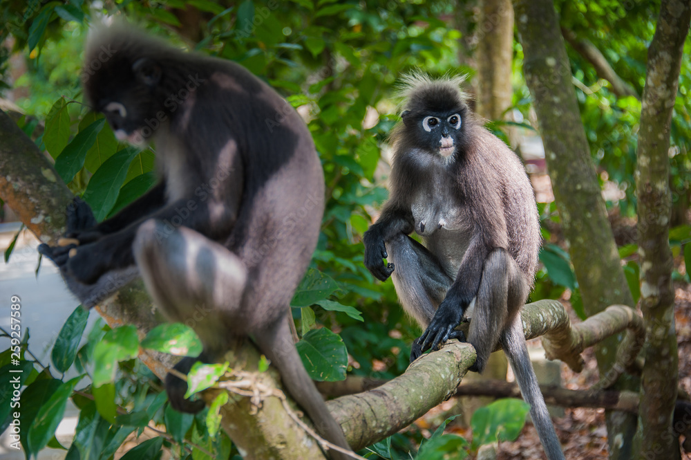 Obraz premium two black macaque monkeys are sitting on branch of a tree in national park, Malaysia