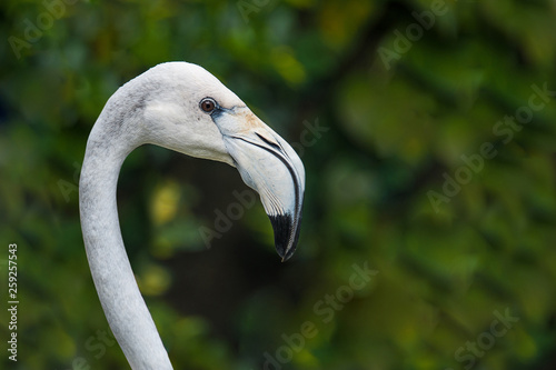 portrait of white flamingo close-up, Malaysia