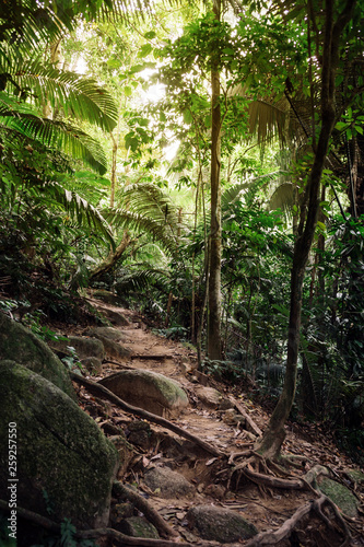 trail with roots in jungle, path in rainforest, malaysia