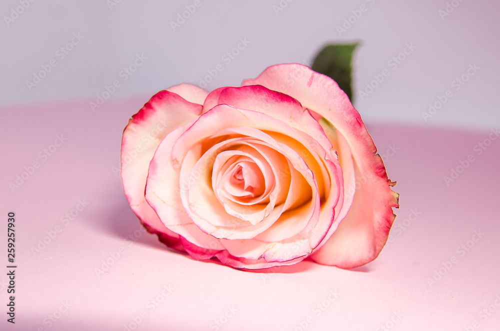 a pink rose a pink rose