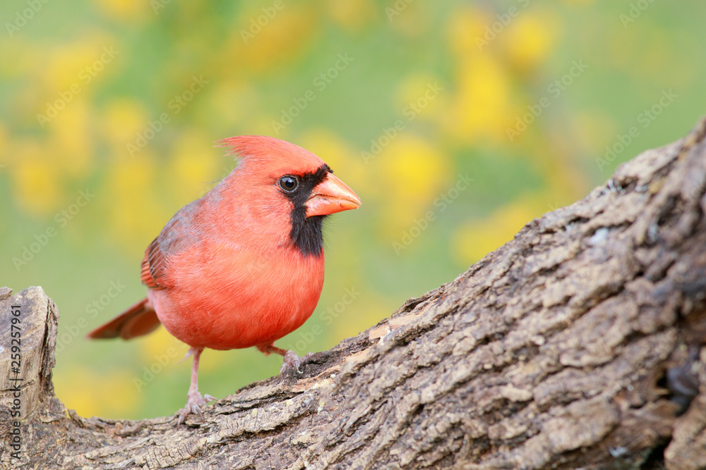 Northern cardinal perched on a trunk backgroun mimosa acacia deabata Northern cardinal perched on a trunk backgroun mimosa acacia deabata