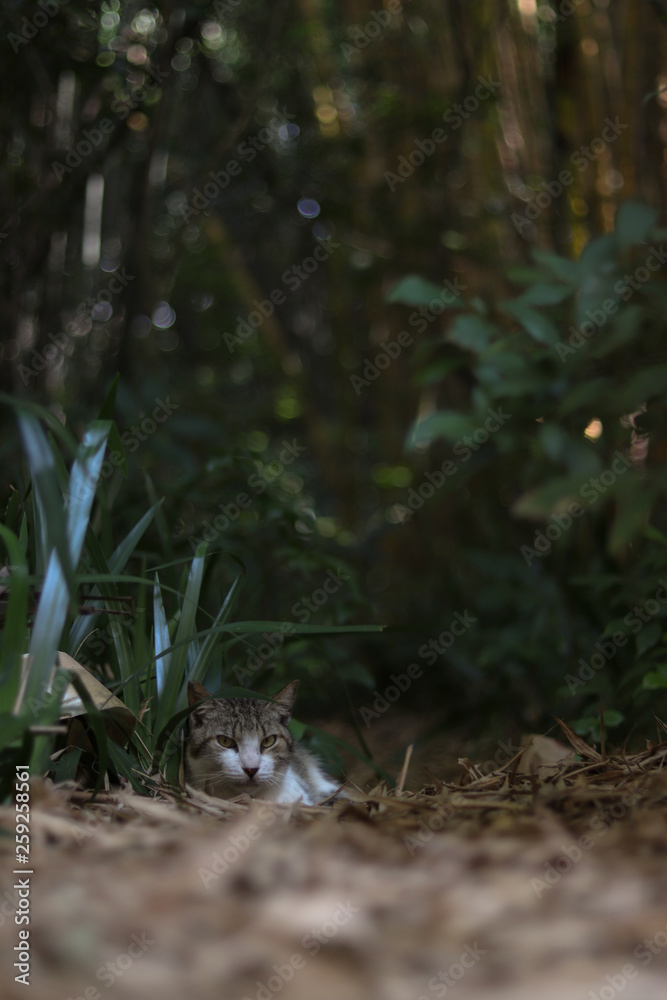 Fototapeta premium Cat