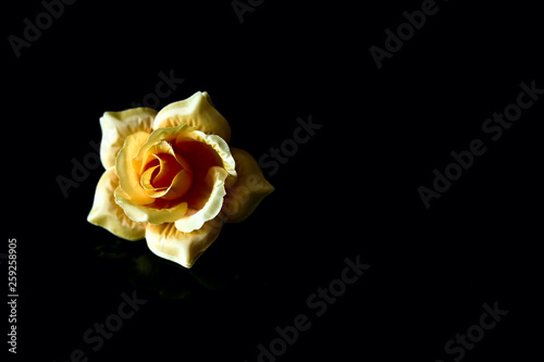 beautiful yellow rose isolated on black background