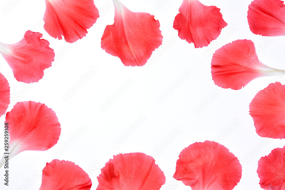 Frame of carnation petals