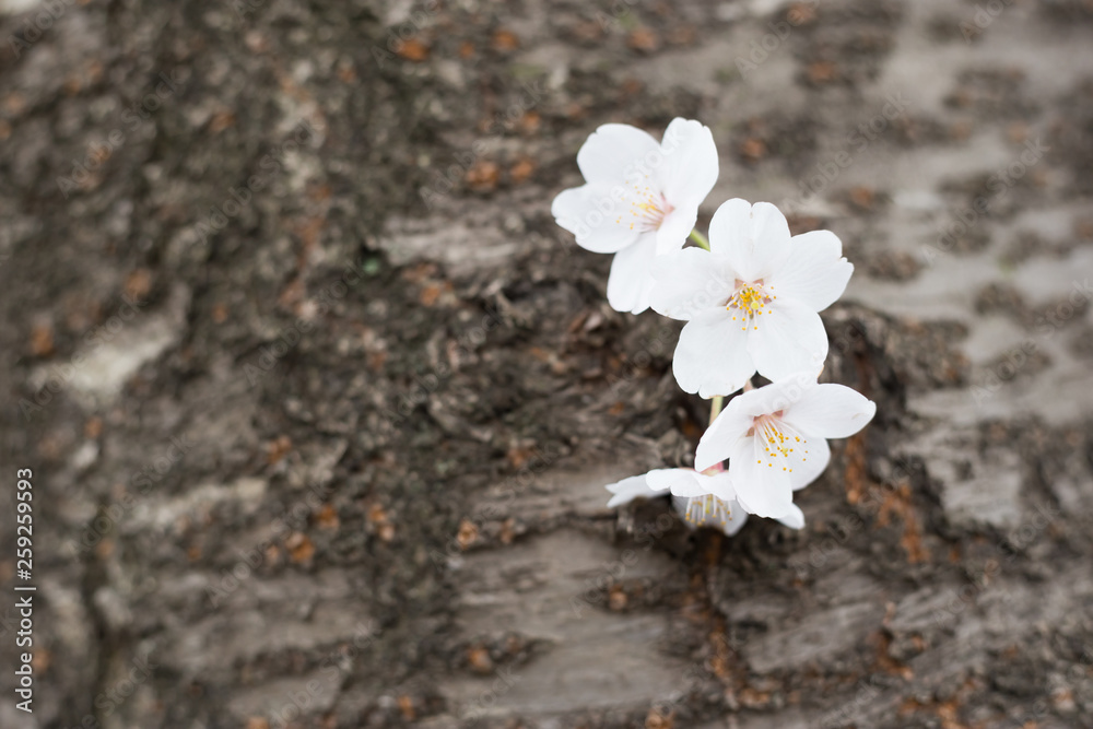 cherry blossoms in chiba