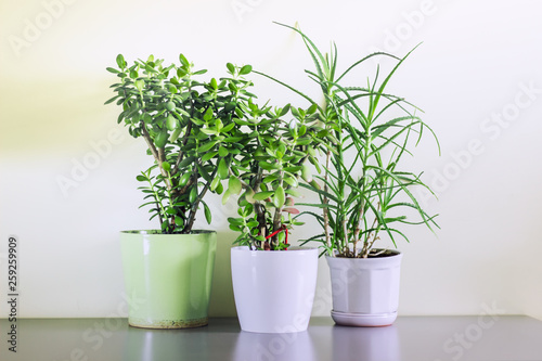 Potted plants