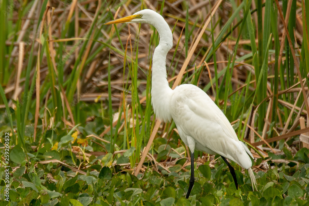 Orlando Wetlands Orlando Wetlands